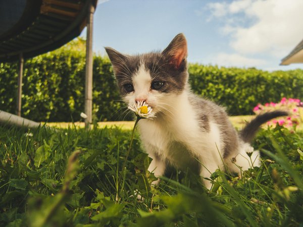 Les chats et l'aromathérapie : Précautions et bienfaits