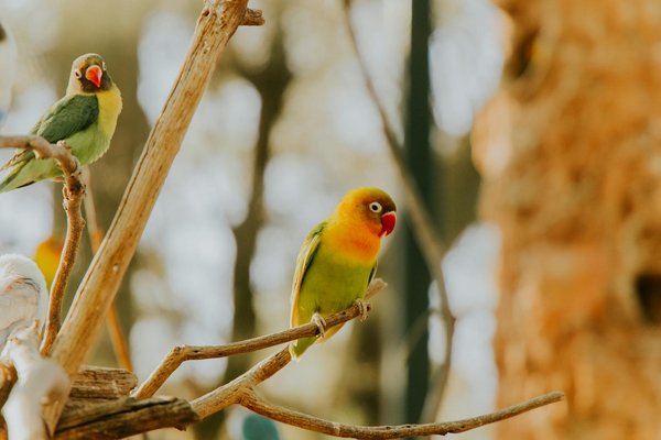 Brossage des dents : Comment habituer votre chien à cette pratique?