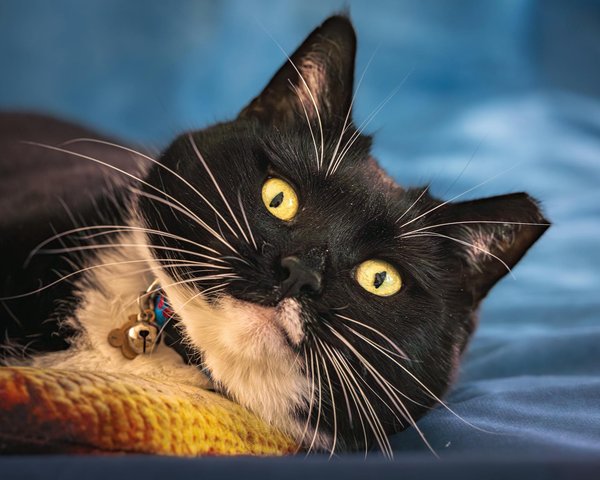 L'importance de la vaccination avant de fréquenter un parc pour chiens