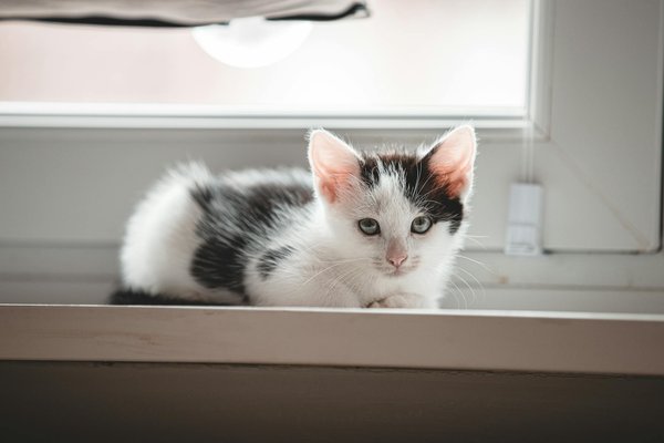 Découvrez le gps pour chats feelloo : innovation et avis