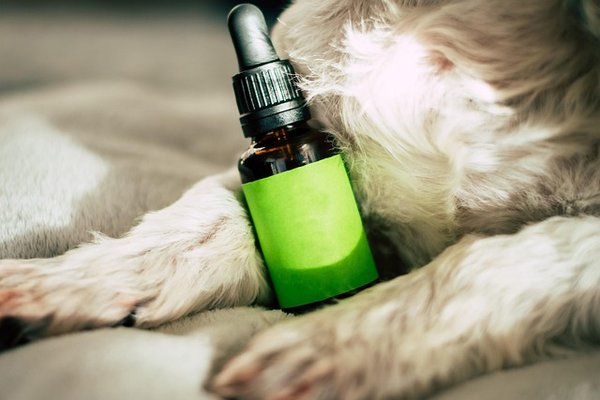Collyre antiseptique pour chien : soulager et prévenir efficacement